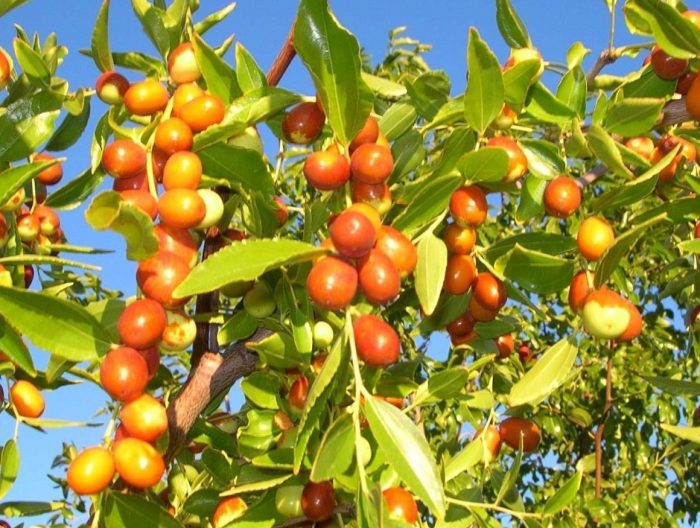 Bidara