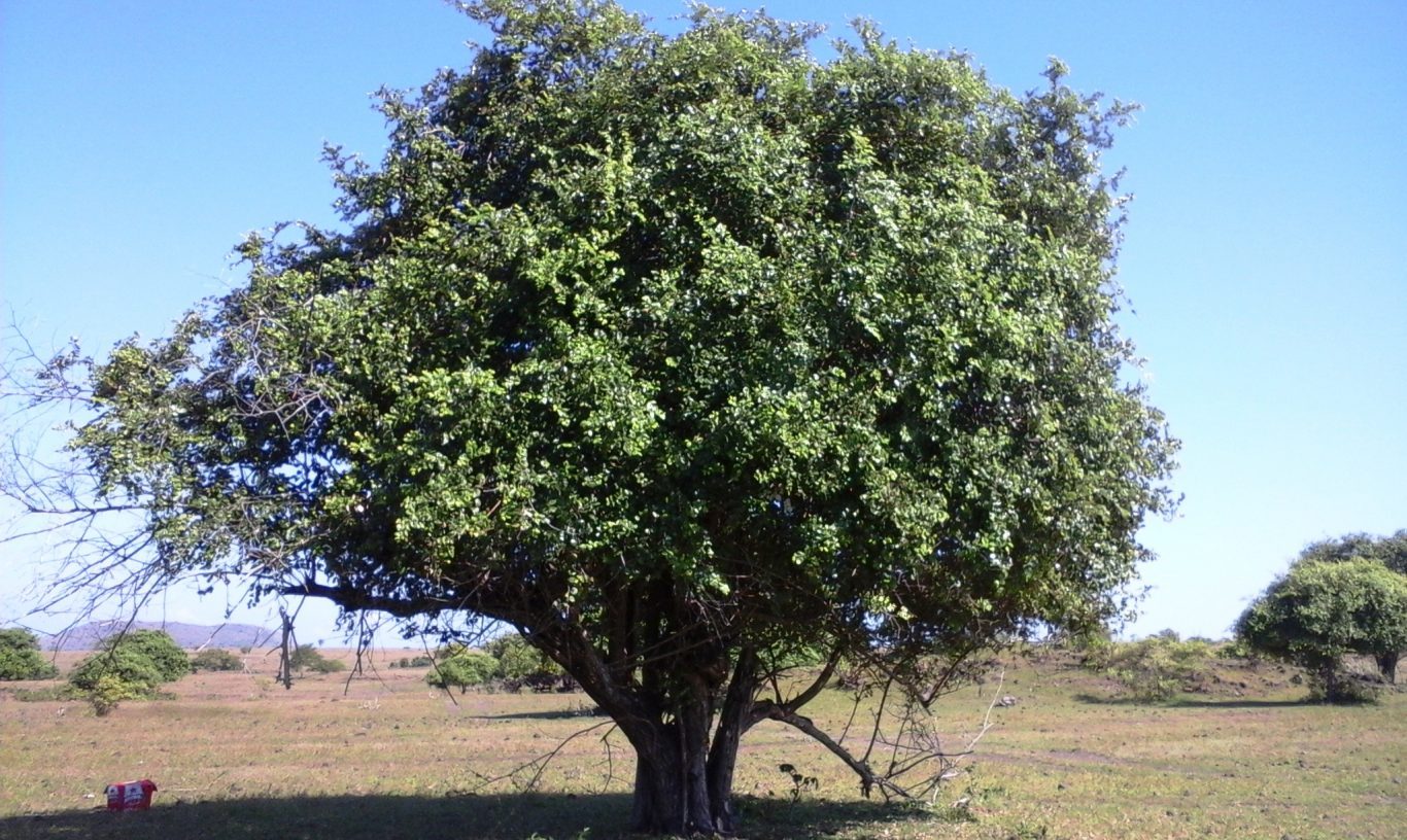 Buah Bidara