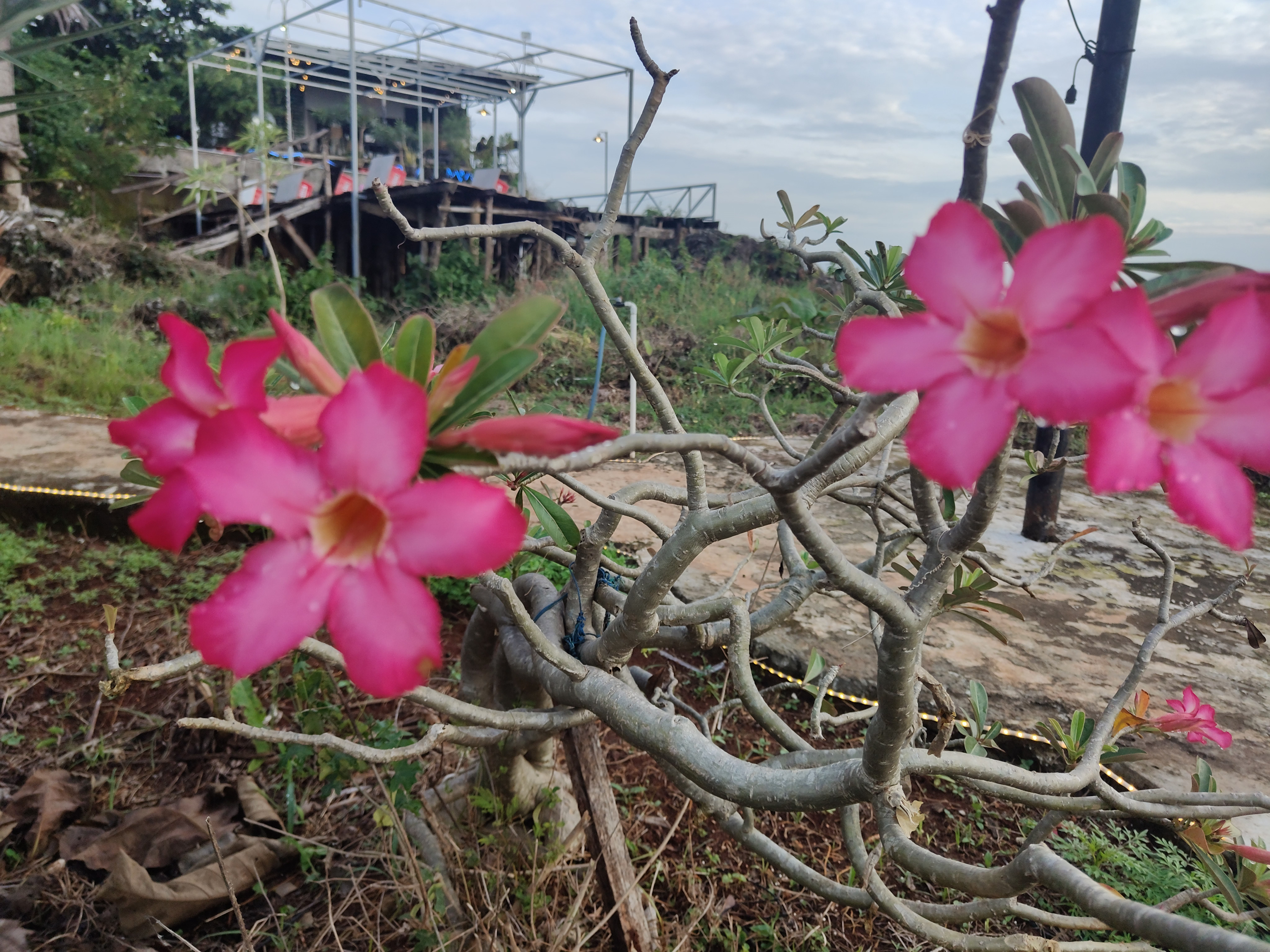 Bunga Kamboja Merah