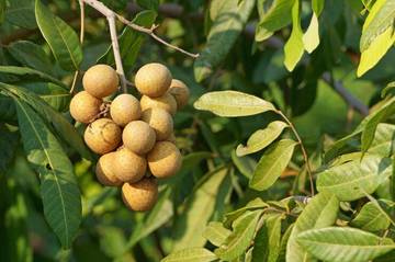 Buah Klengkeng