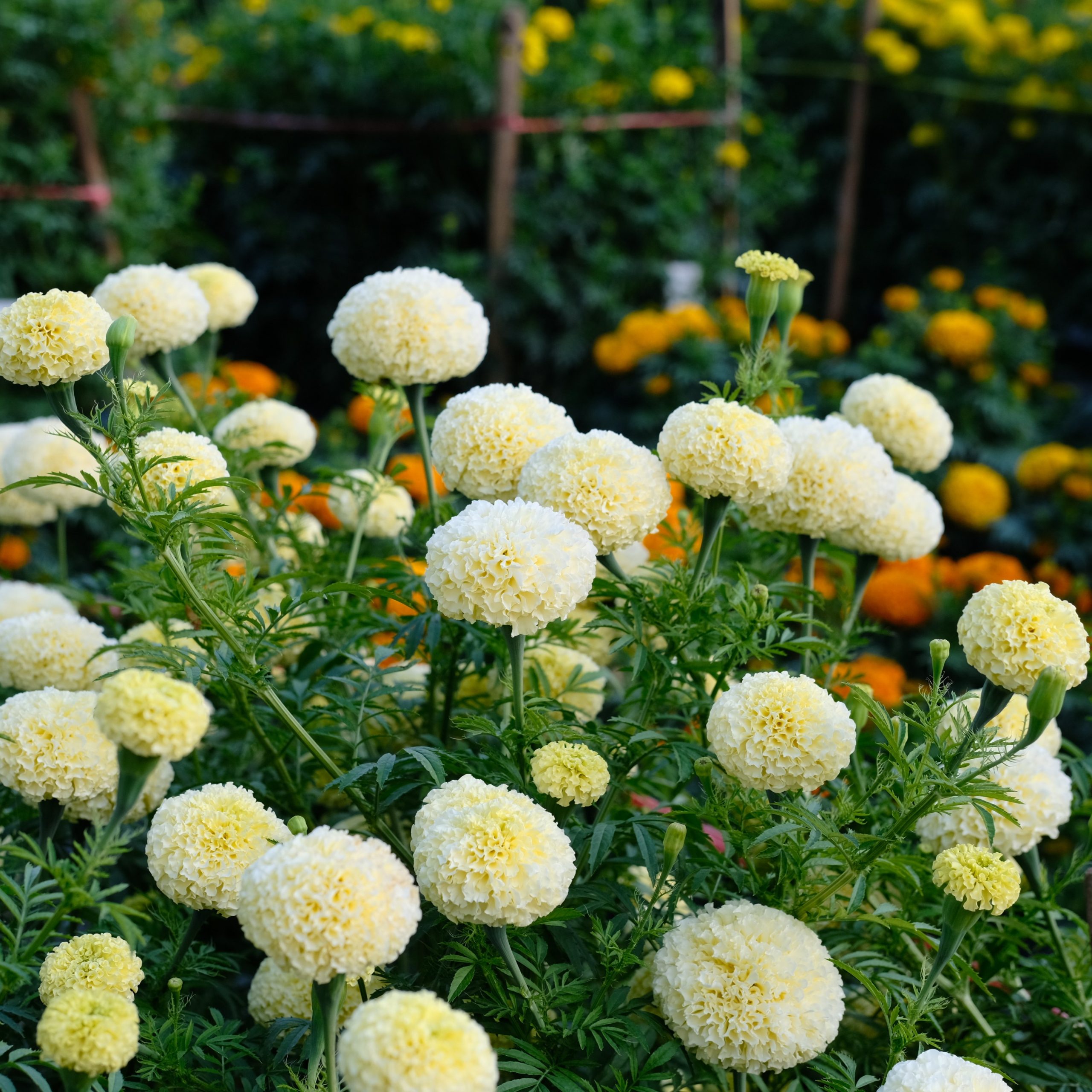 Marigold