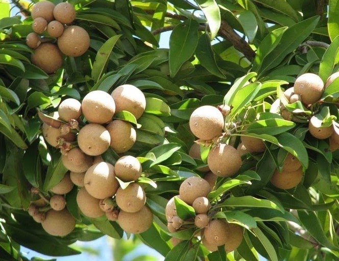 Buah Sawo