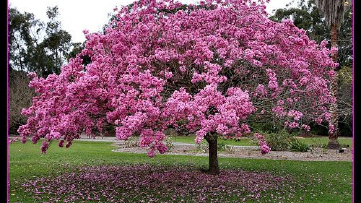 Tabebuya Pink