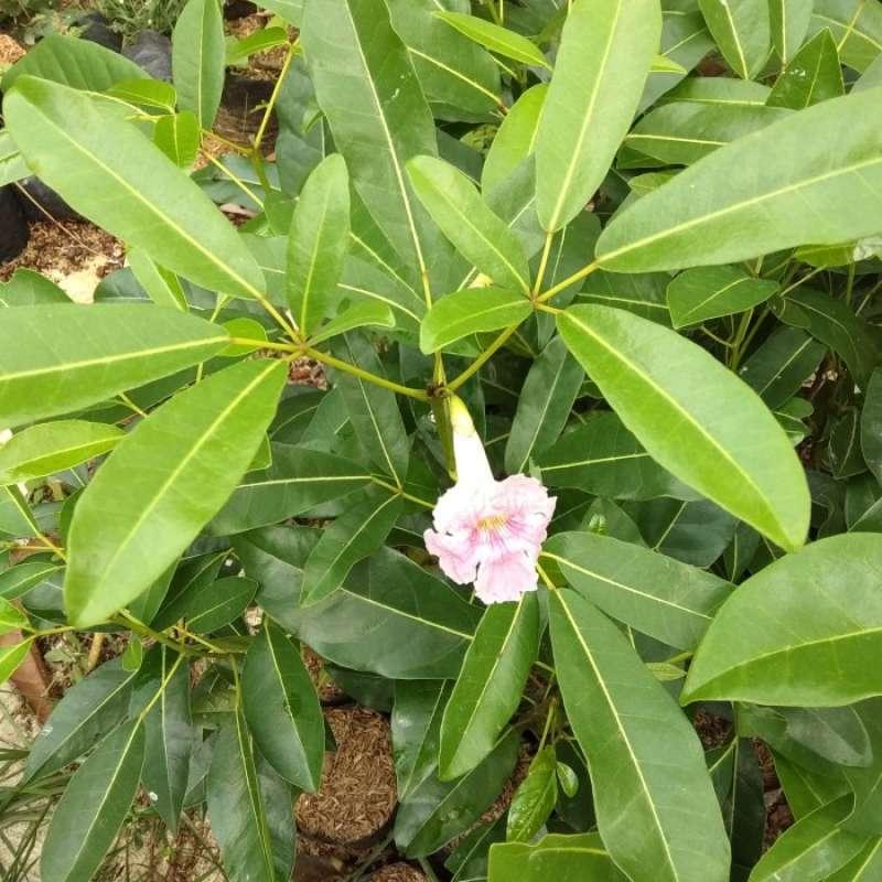 Bunga Tabebuya Pink