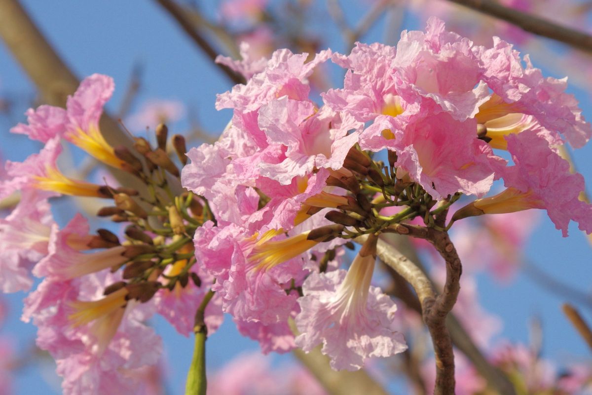 Daun Tabebuya Pink