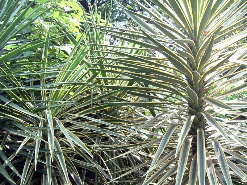 Daun Tombak Raja