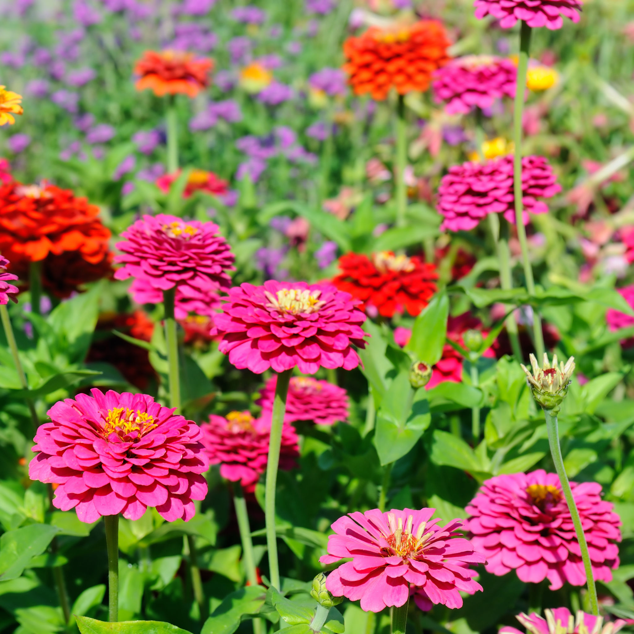 Zinnia