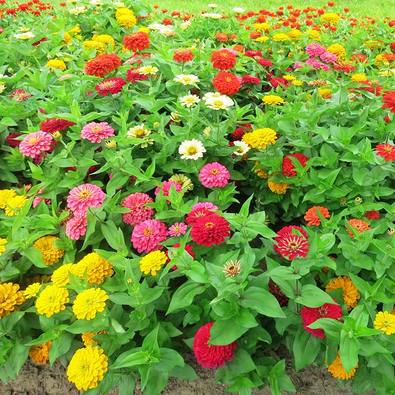 Variasi Zinnia